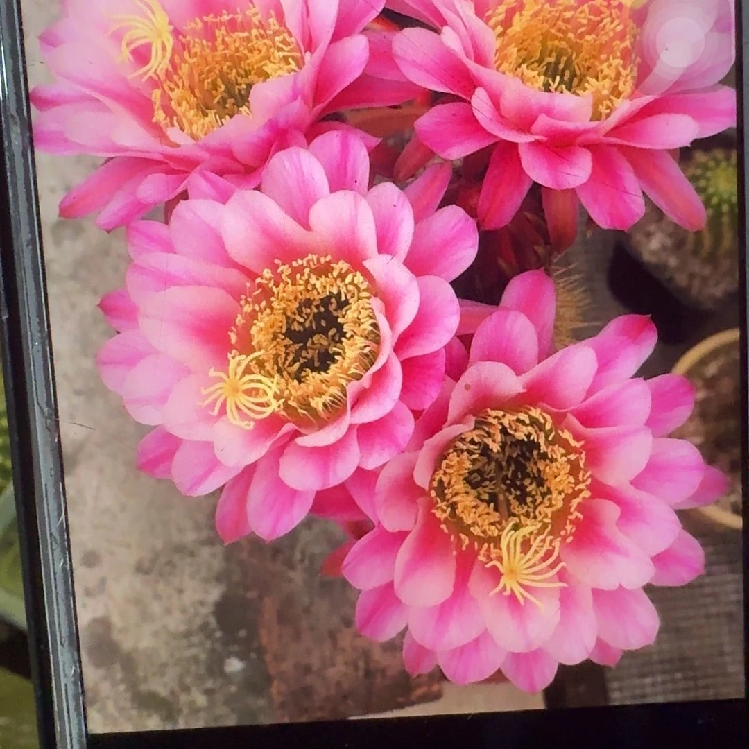 紫罗兰之眼侧芽5公分毛花柱