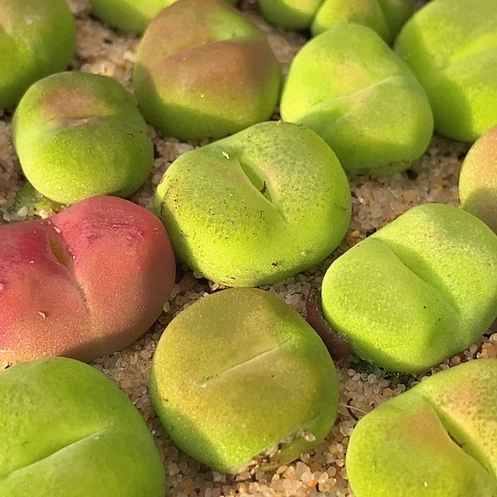10513柿饼一颗