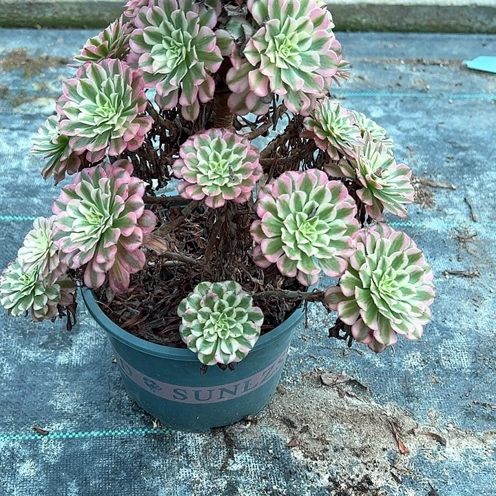 0416红铜白多肉植物