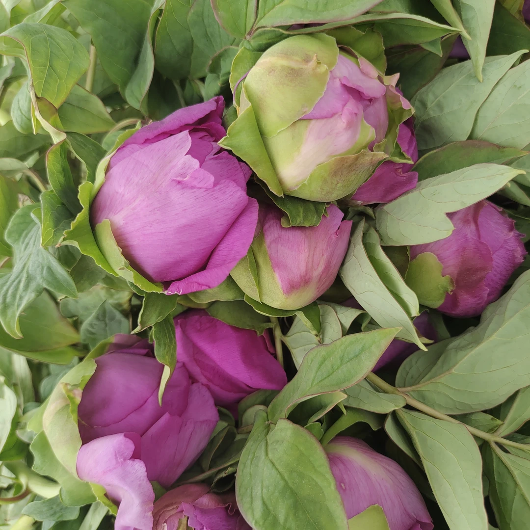 【墨润绝伦牡丹10支】京东包邮到家