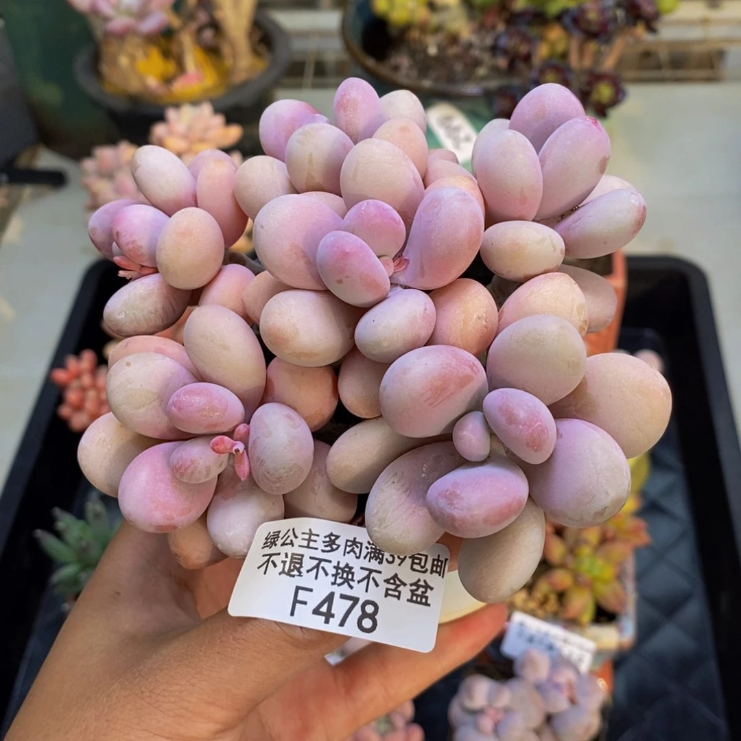 478糖果桃蛋多肉10c m