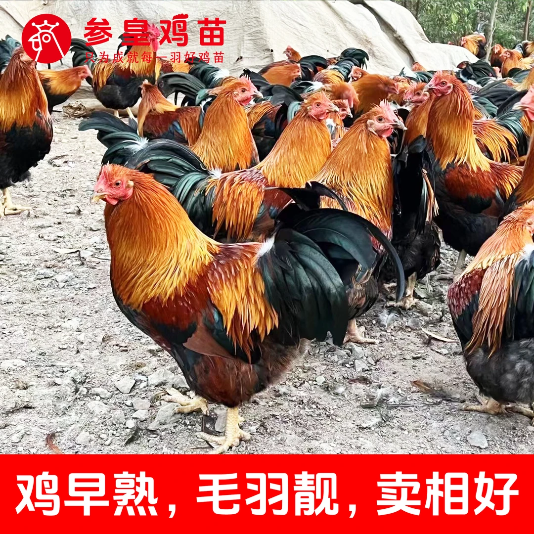 参皇清远麻公鸡油光滑亮清远鸡宠物鸡