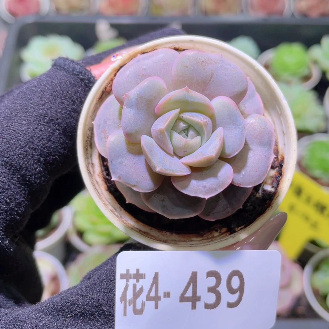 花利美4-439绯霞玉蝶