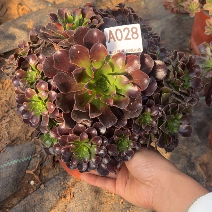 欧子多肉植物028.