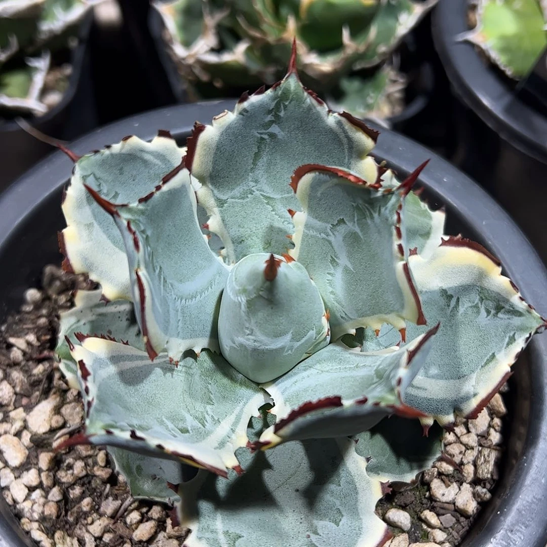 连刺甲蟹龙舌兰植物
