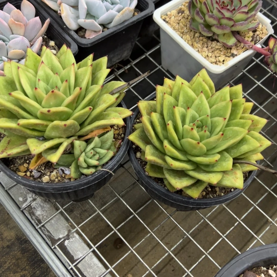 两颗蔷薇20 零零多肉植物