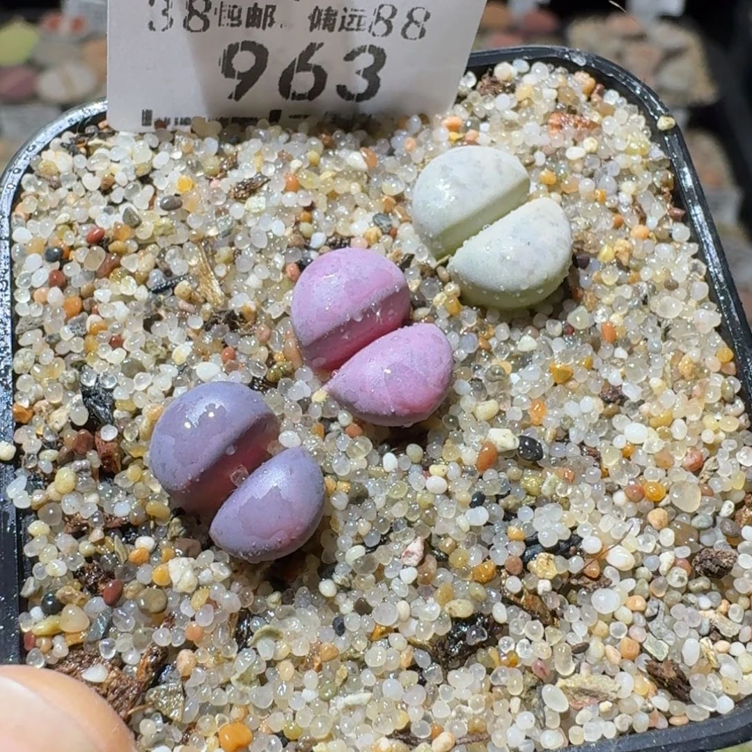 Sss清仓了便宜963