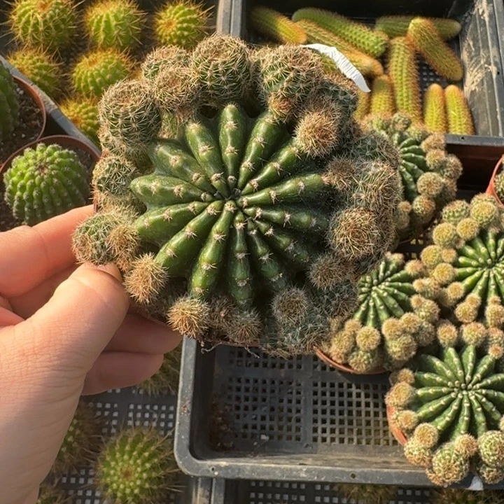 234彩草浓桃金脱土发货掉侧牙无售后