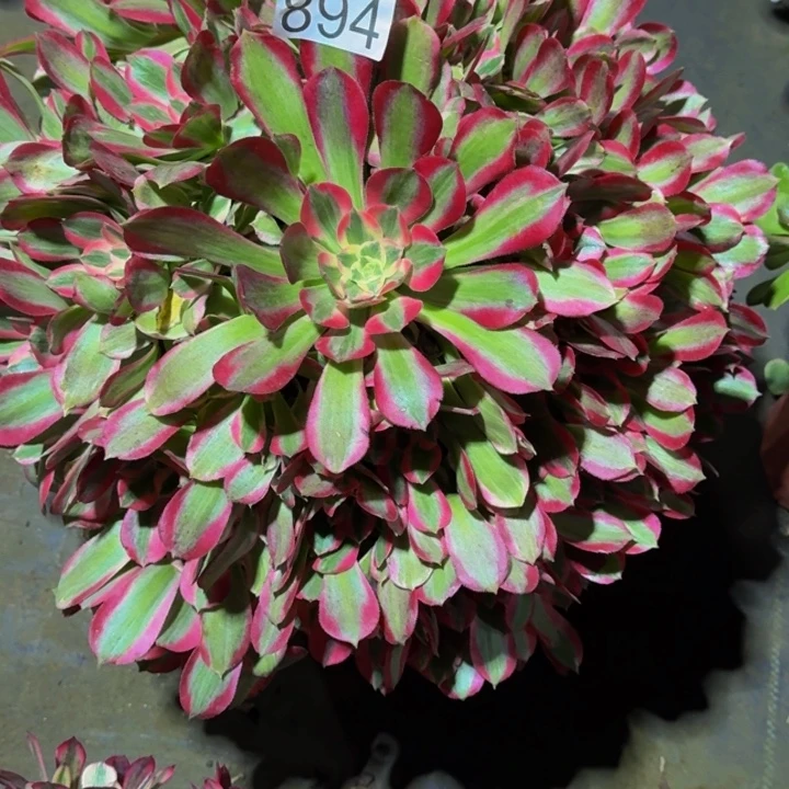 0000000000894新品多肉植物