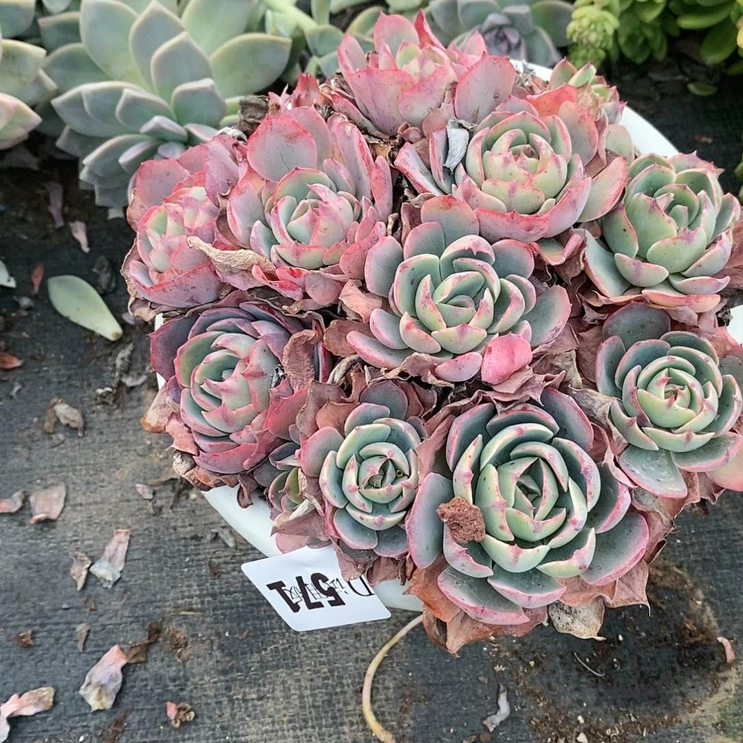 黑*珠571阿美星多肉植物