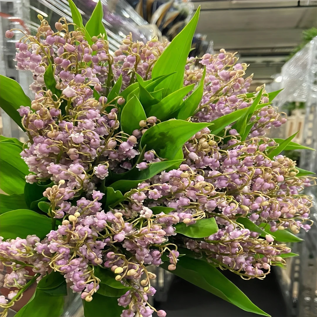 盆栽多年生铃兰花苗带芽绿植四季开花花卉阳台室内好养耐寒浓香型