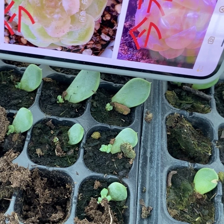 今禾芽苗一个多肉