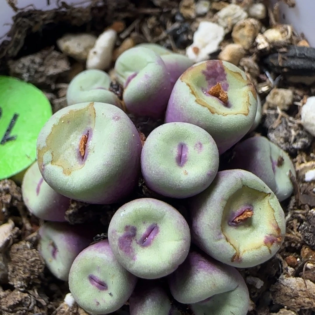 小红嘴群16头多肉植物18