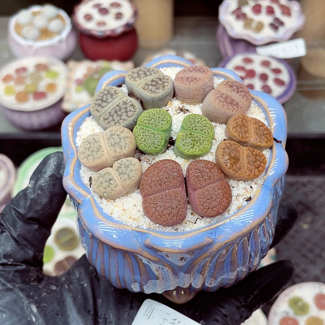 生石花满18包邮1011-336