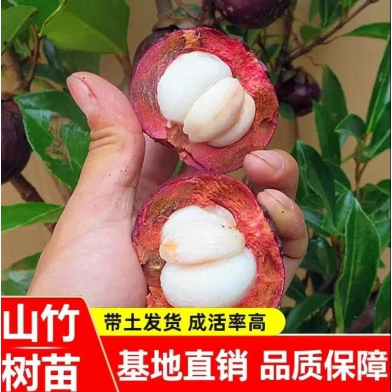 a山竹树苗无籽山竹果树苗阳台庭院盆栽地栽种植果树苗