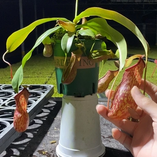 完全开放加仑盆盖亚猪笼草