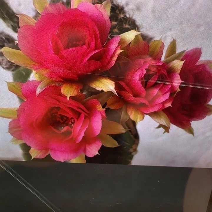 217丽花美花19歪3公分左右无根侧牙