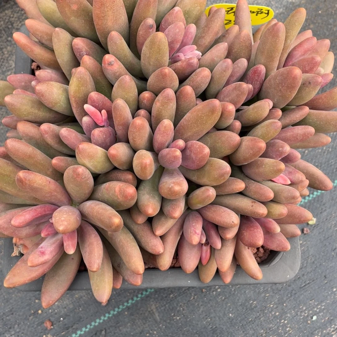 瑞****?糖果美人群生无砍280