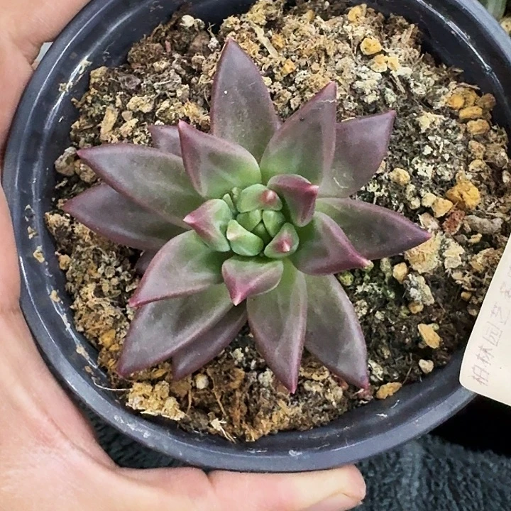 莉莉丝 单头 一物一拍