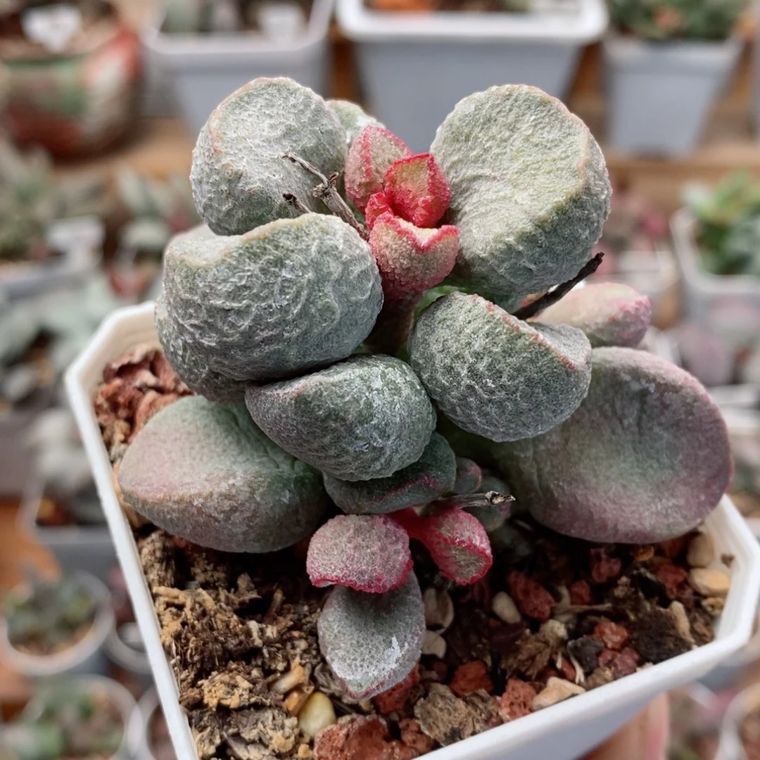 实生5号水泡多肉植物