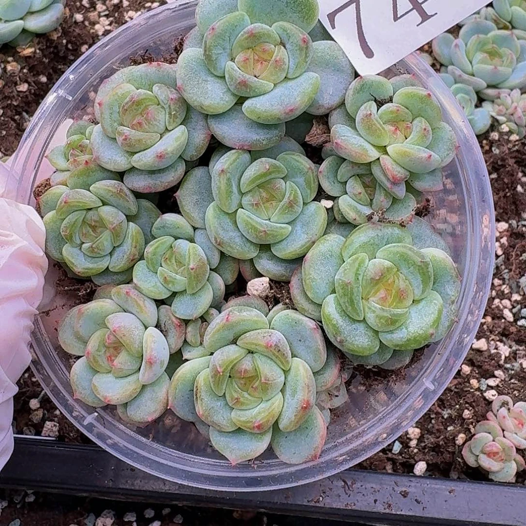 多肉植物多肉植物747