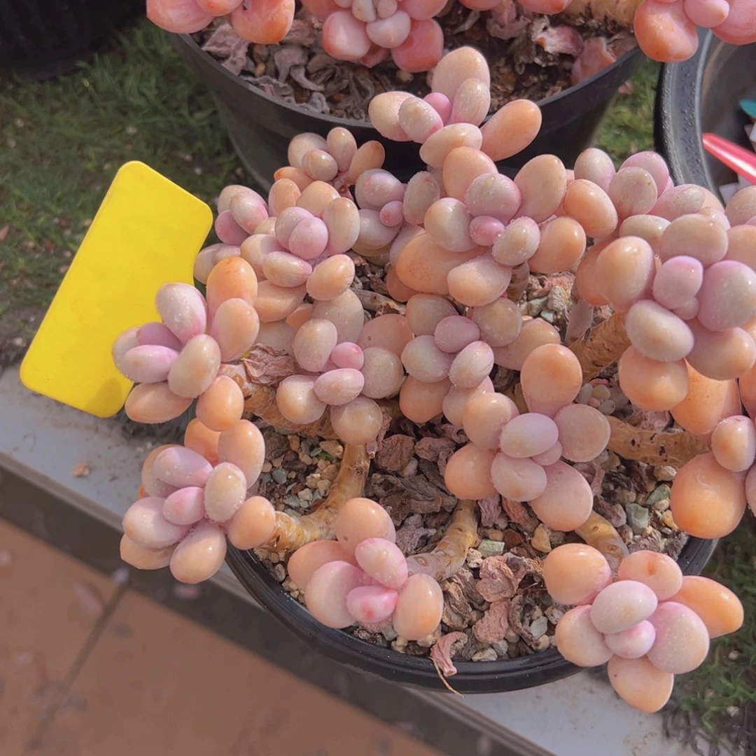 香玉的故事是一个人的故事吗我