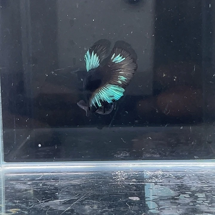 斗鱼包活不包损 感谢支持