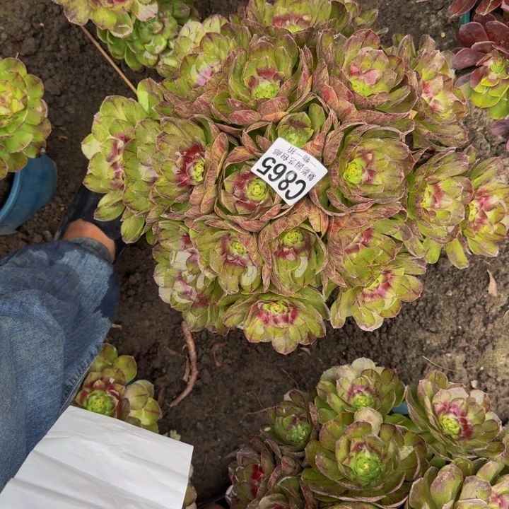 黑魔花30-21包邮花花