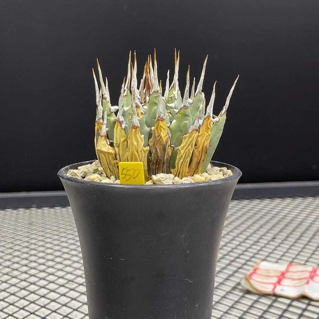 带盆土发550曲刺妖炎