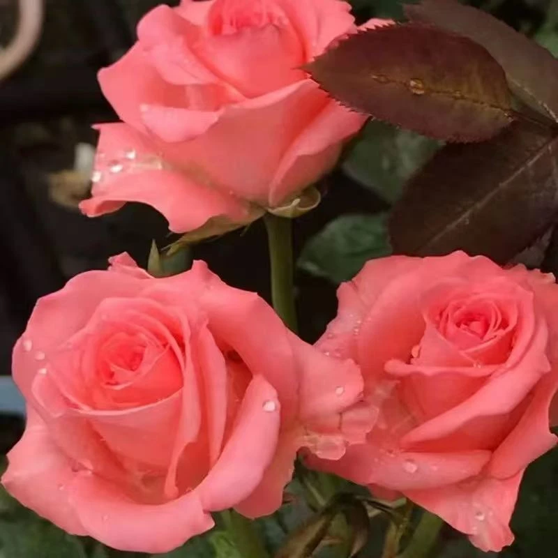 【仙度瑞拉】粉色多头勤花丰花四季开花南北方室外阳台庭院盆栽地栽