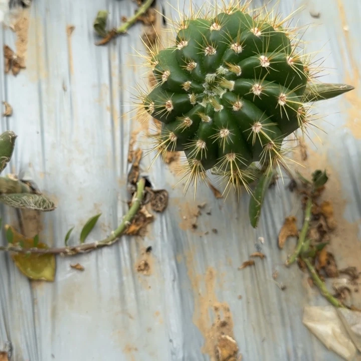 南国玉仙人球仙人掌