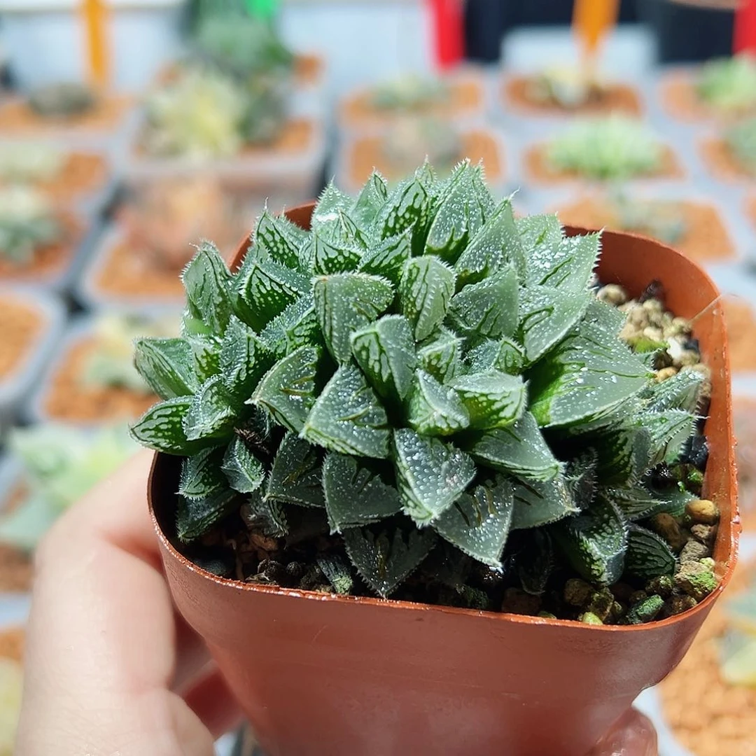 @*姐十二卷多肉冰沙糖