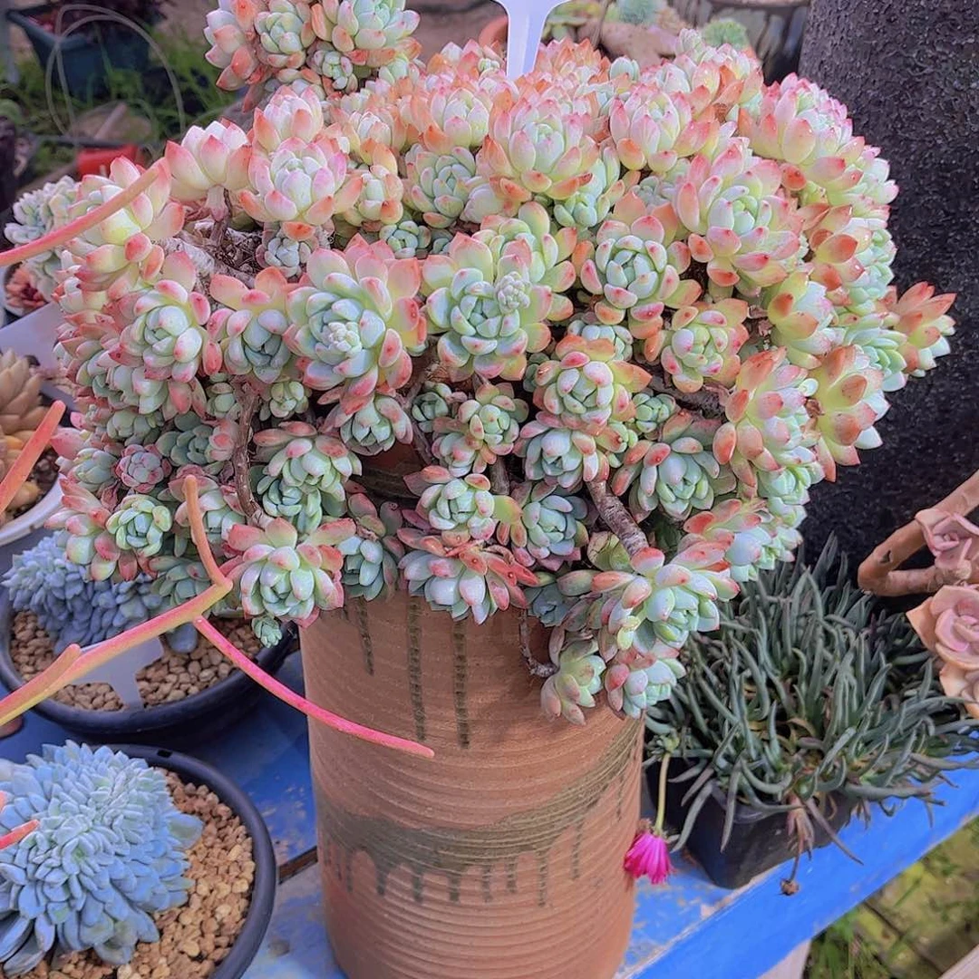 多肉老桩多肉老桩