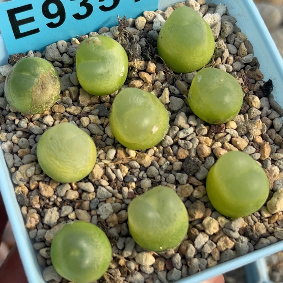 9351日系拉登九颗。