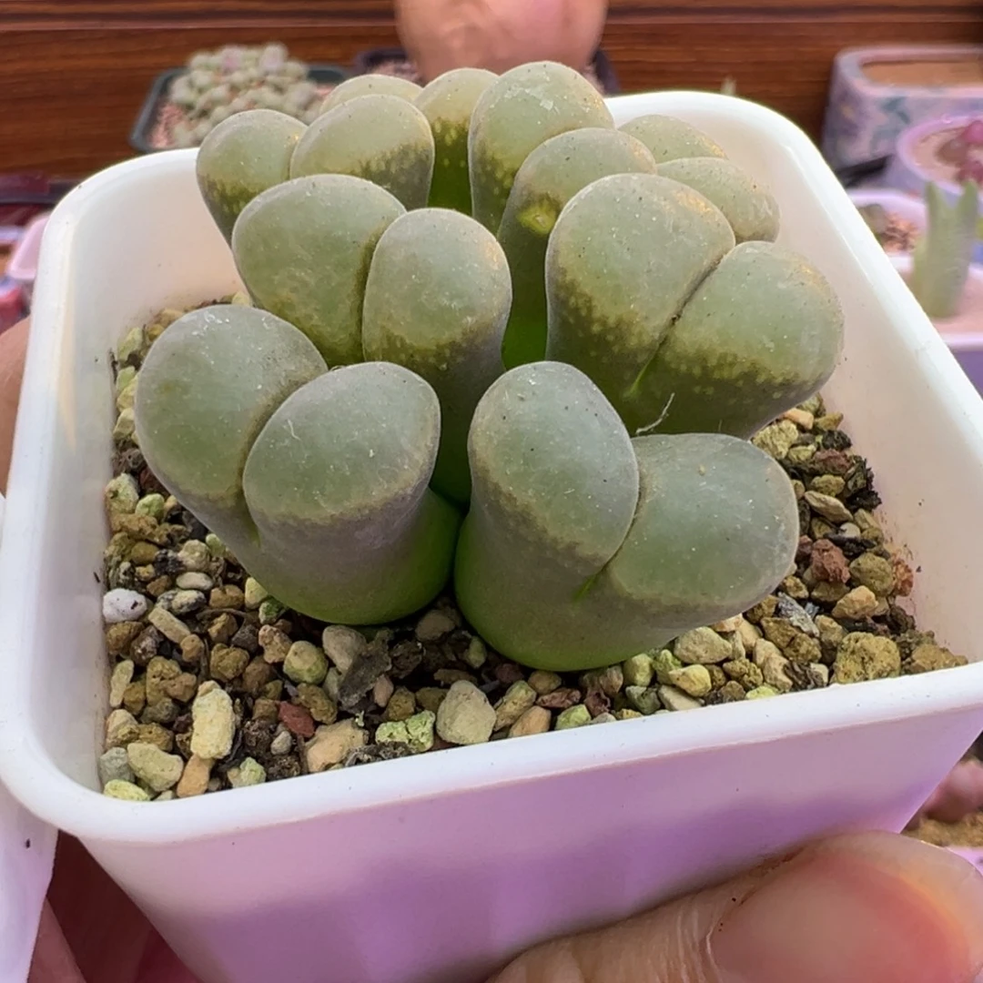 029号福利特特特特