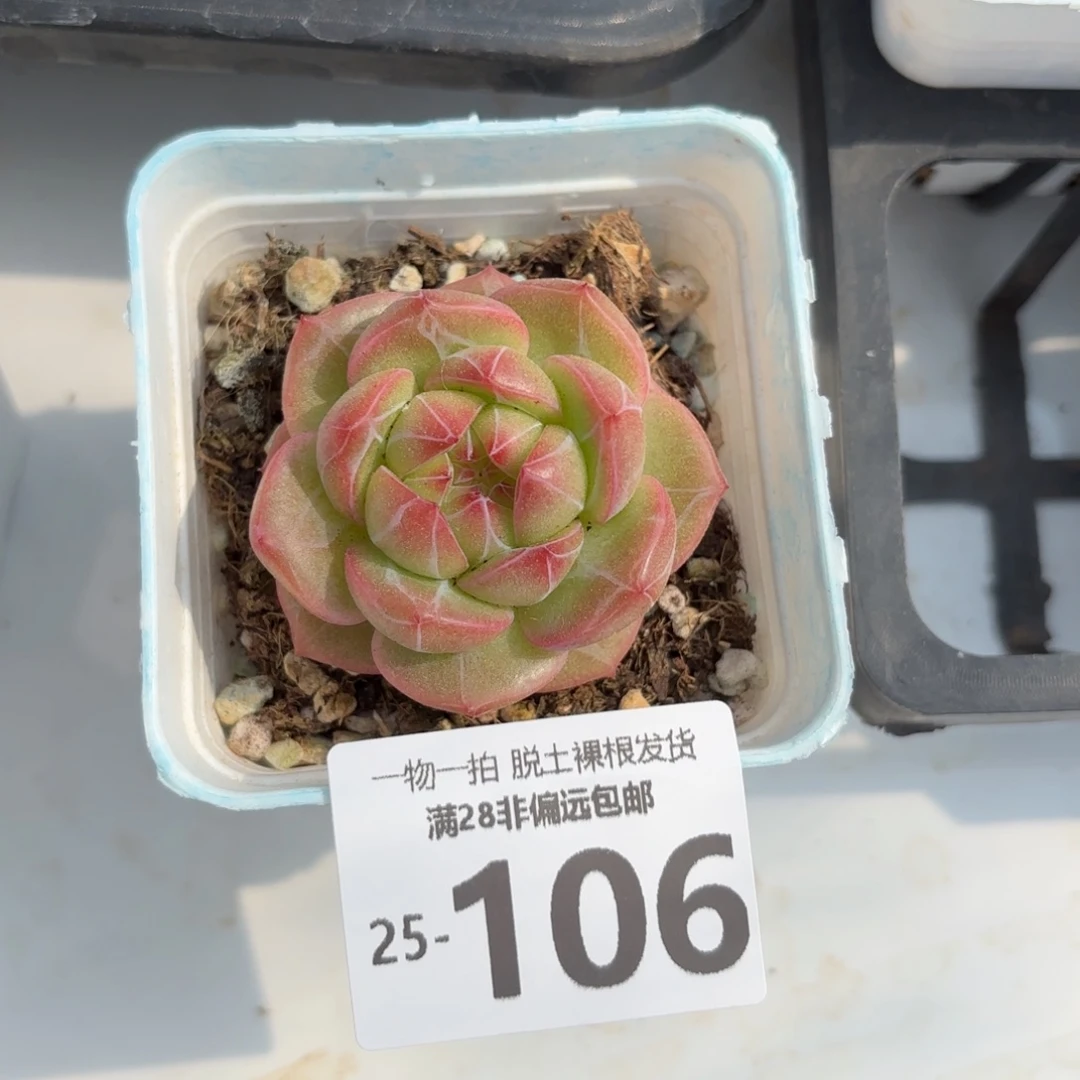 青脂多肉多肉多肉多肉多肉