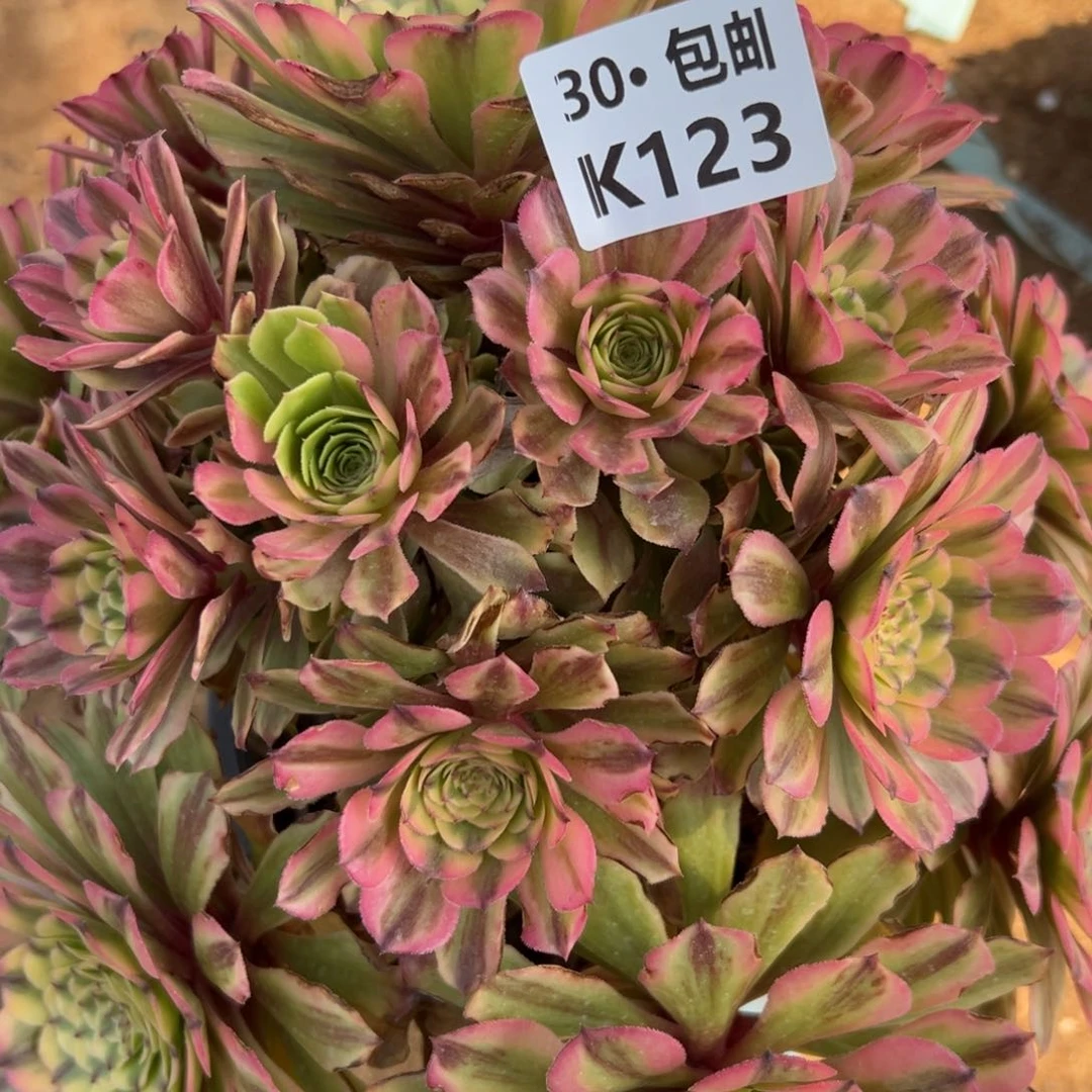 123变异满20包邮