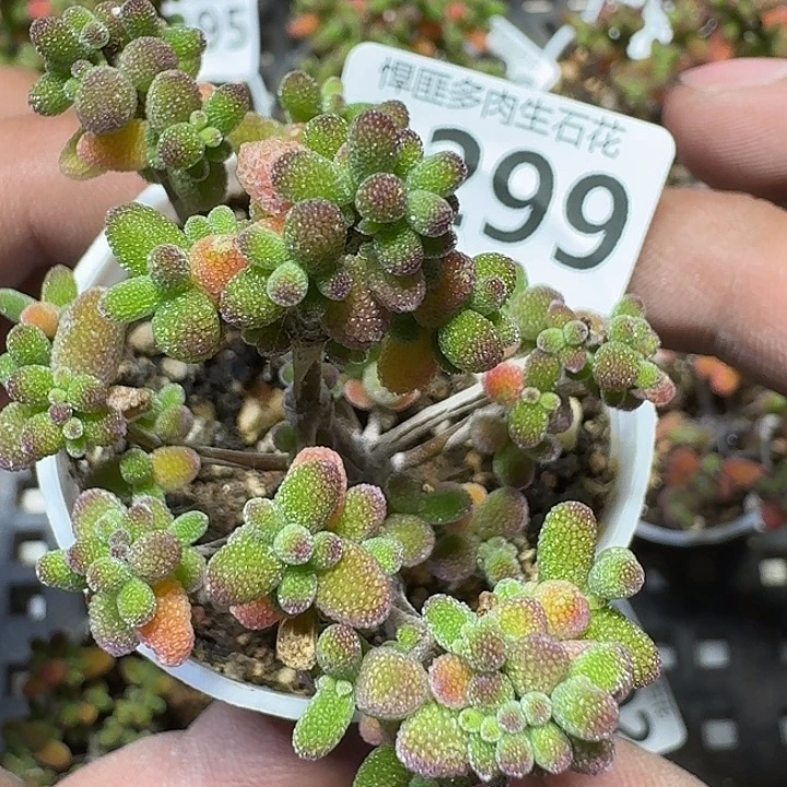 299 多肉植物多肉植物
