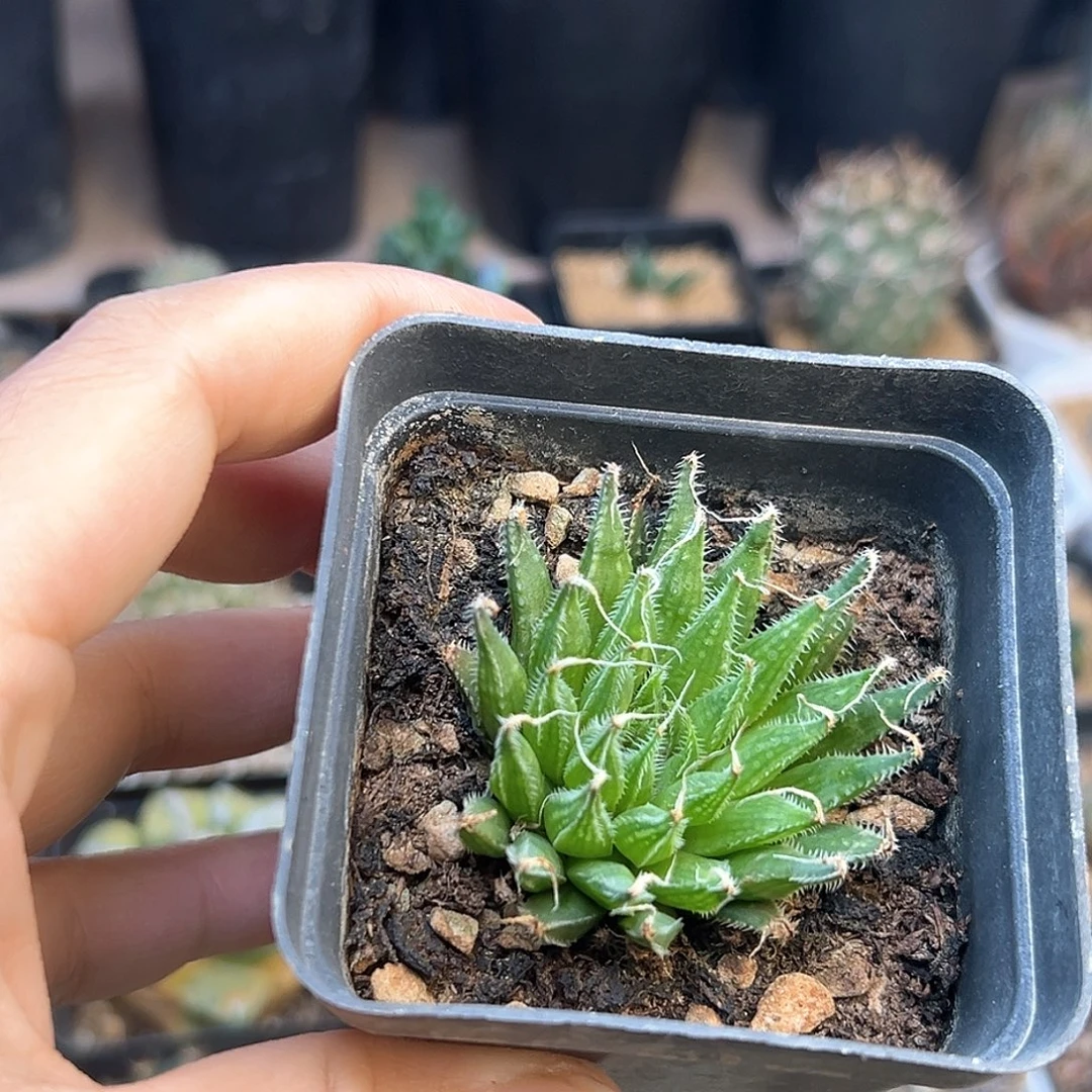 原始种硬叶十二卷