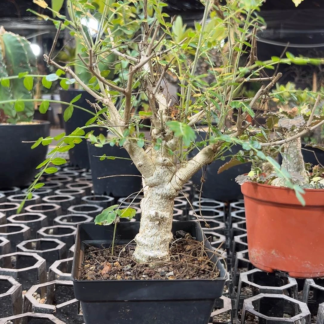 尼乐达乳香6699996666666669