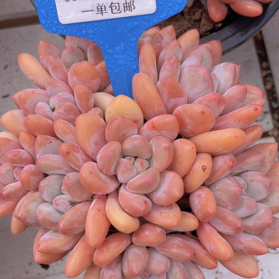0310-2-精品全状态粉香水福利一颗