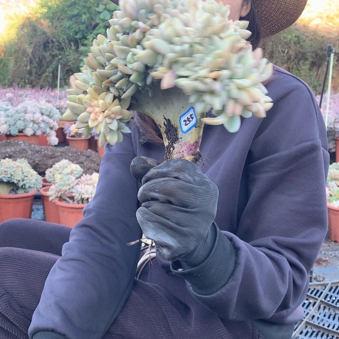 255 淡雪锦缀 一物一拍