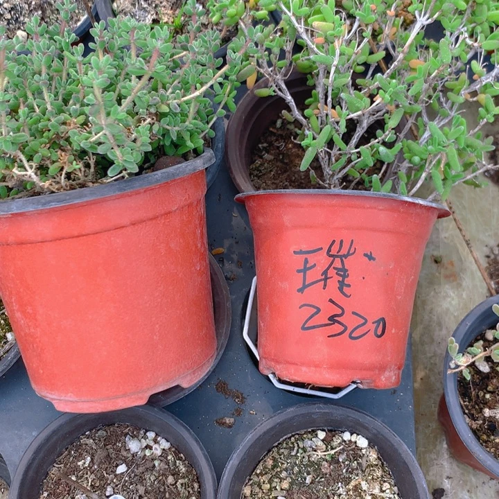 哈***森枝干番杏大盆两个