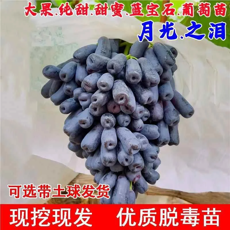 新品种无核甜蜜蓝宝石葡萄树苖盆栽庭院爬藤黑提树月光之泪葡萄苗
