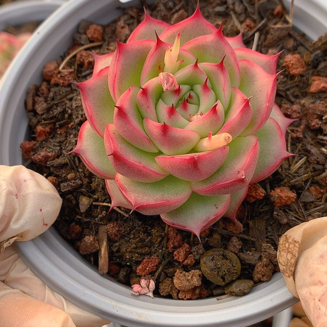 【闪购商品】云976