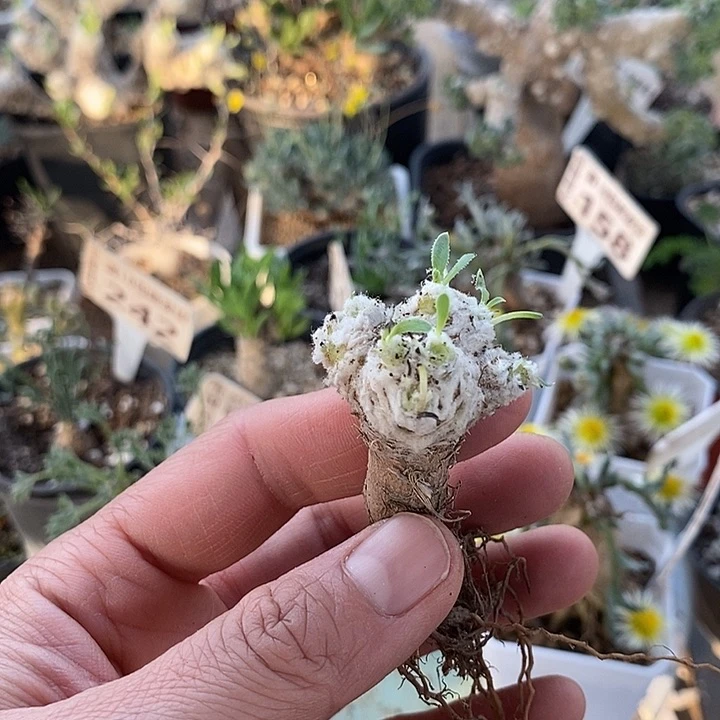 824刨花一一一一一一一一一