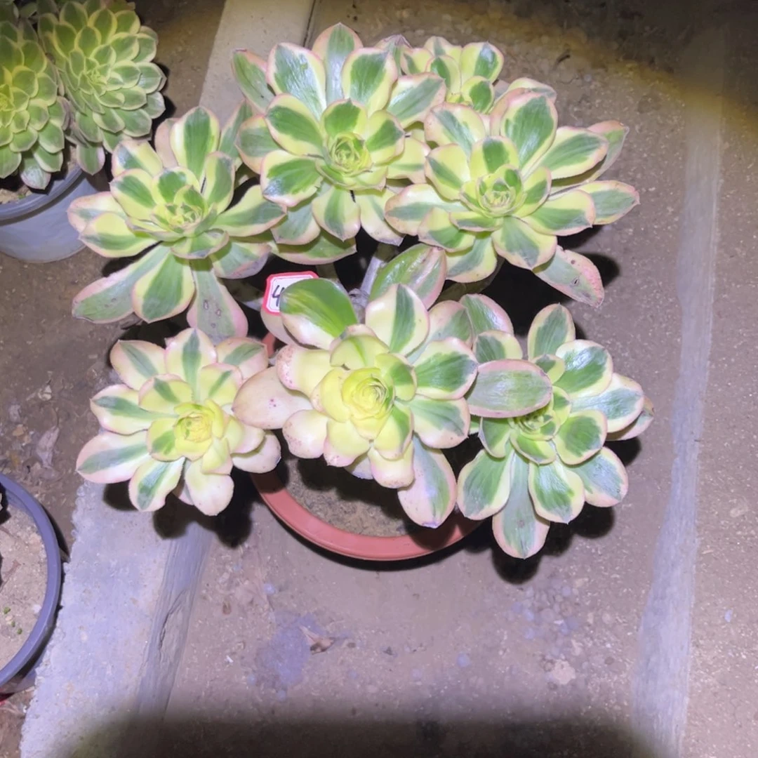 451多肉植物燕姿锦