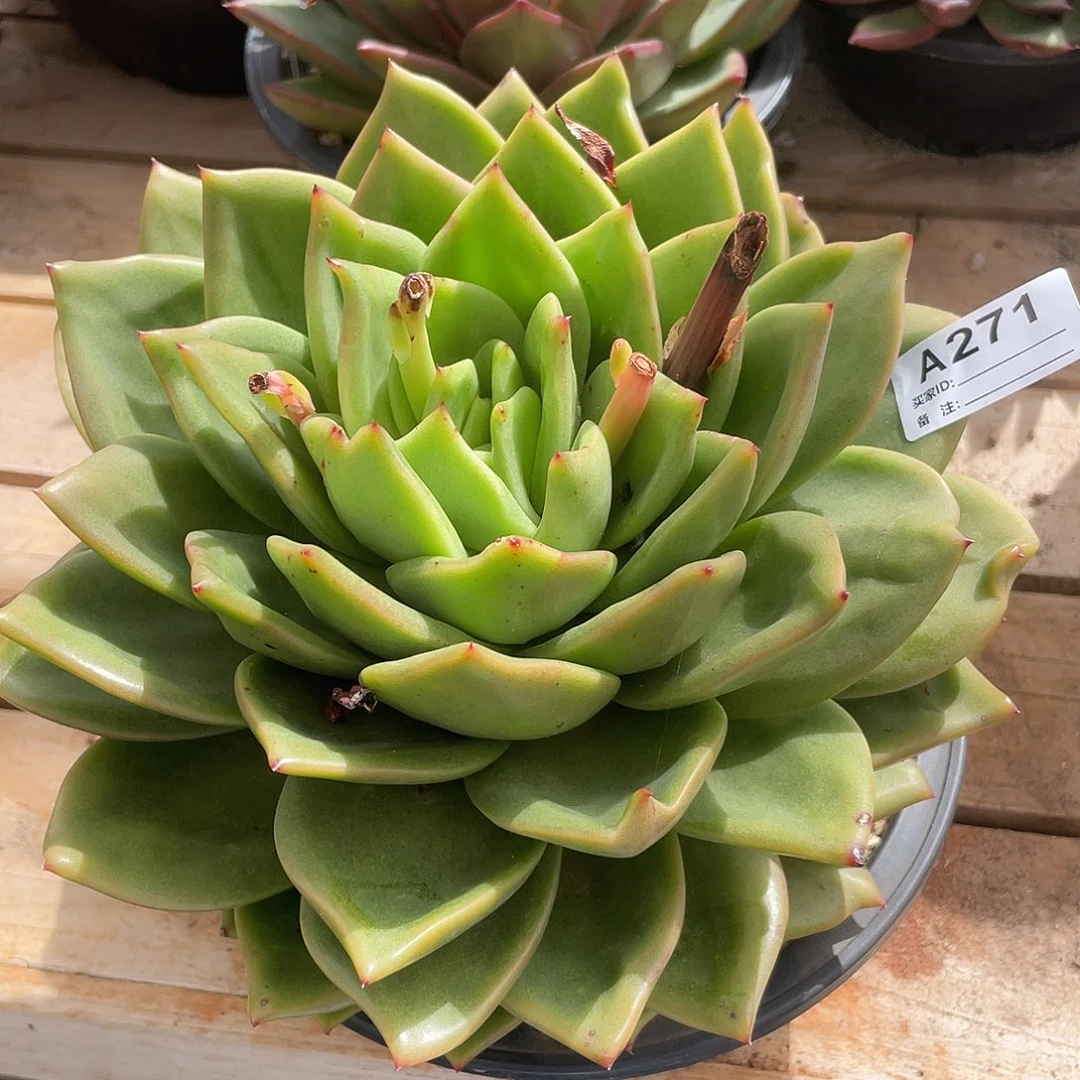 若如东云单拍A271