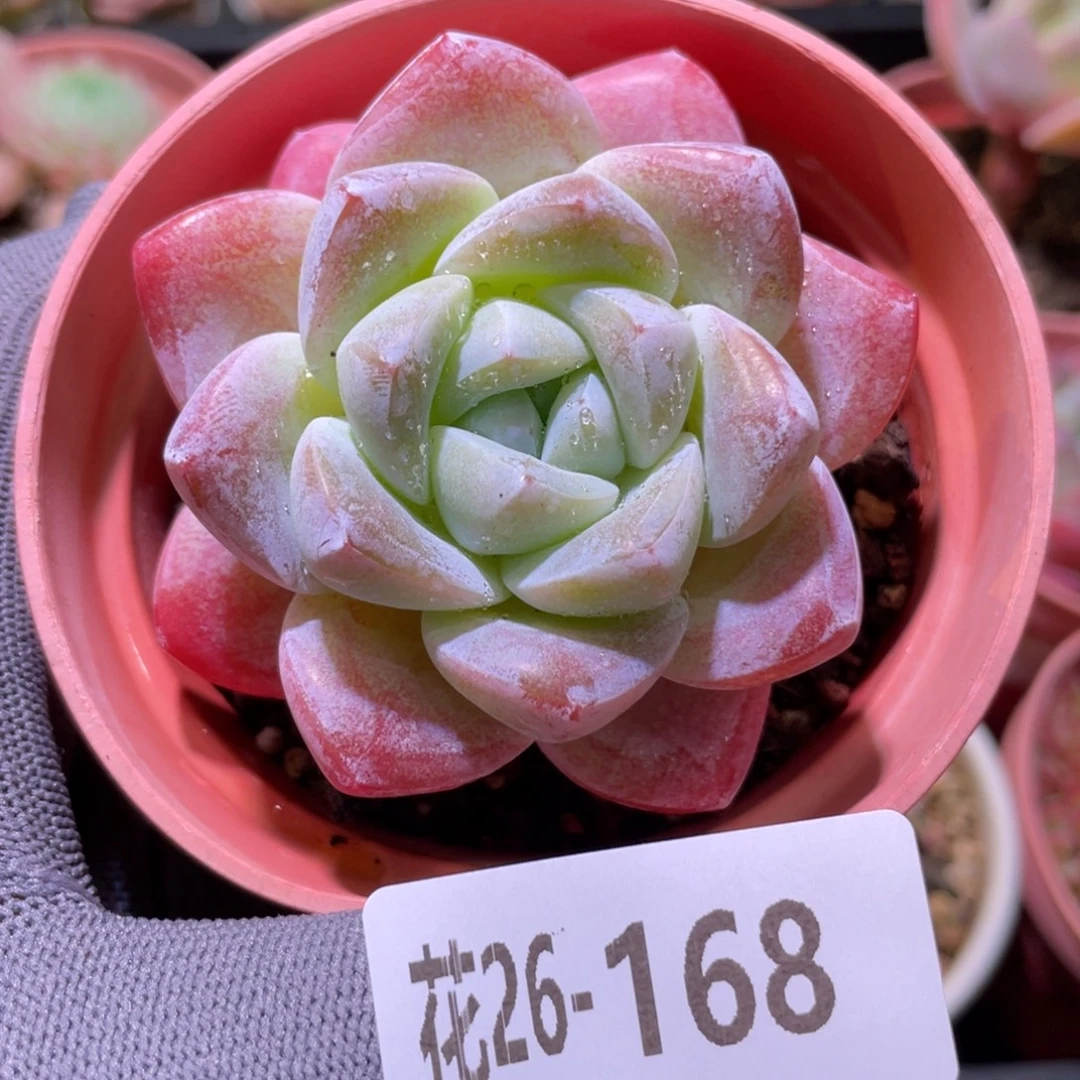 花利美26-136冰玉