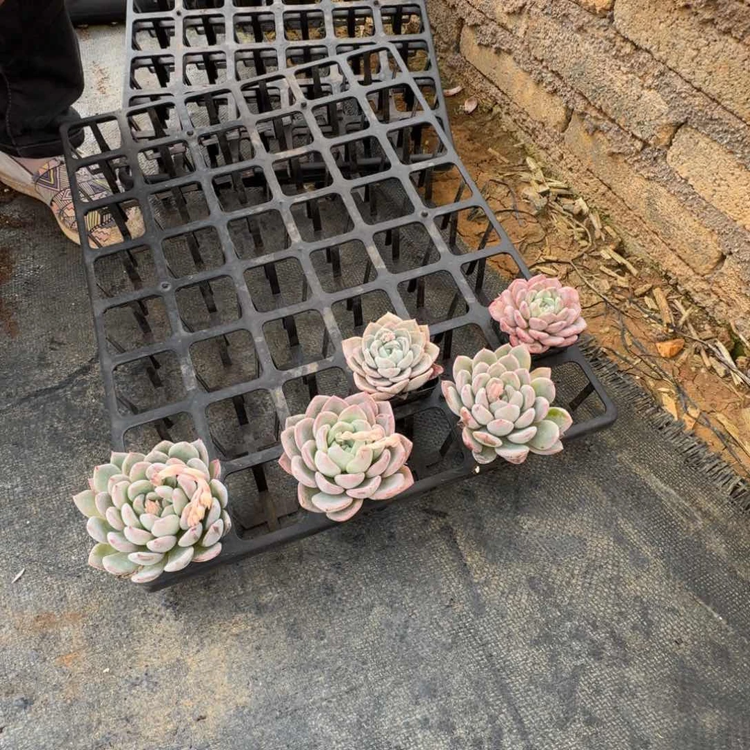 十八颗爱沙梦露杂交大绿菜20-105